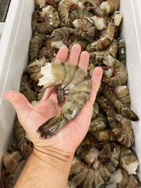 Colossal 6-8CT Black Tiger Shrimp (4 LB)